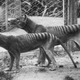 Illustration for article titled The Tasmanian tigers fierce reputation was all a myth